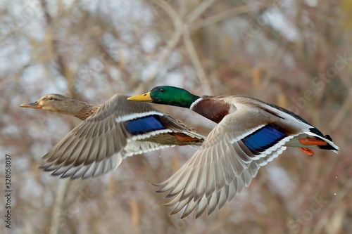 Fototapeta A pair of mallard ducks in fast flight, closeup