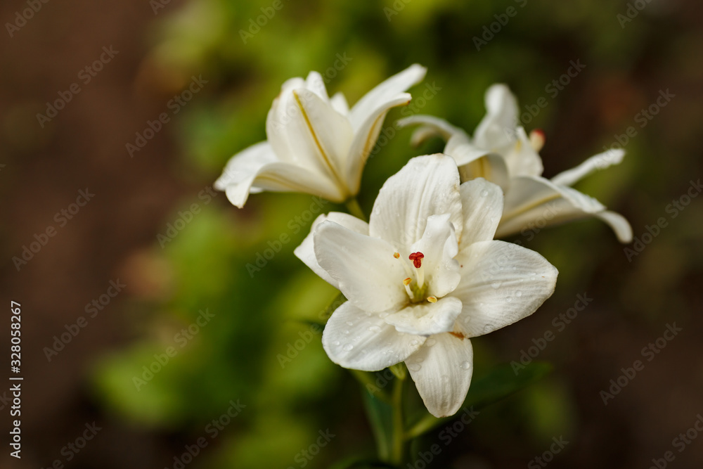 White lilies blossomed in the spring garden on Women's Day