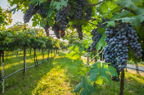 grape harvest Italy