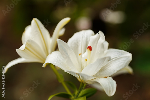 White lilies blossomed in the spring garden on Women s Day
