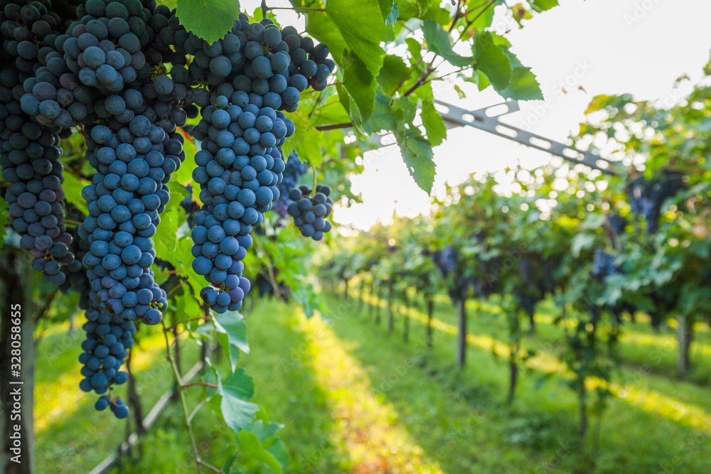 Fototapeta premium grape harvest Italy