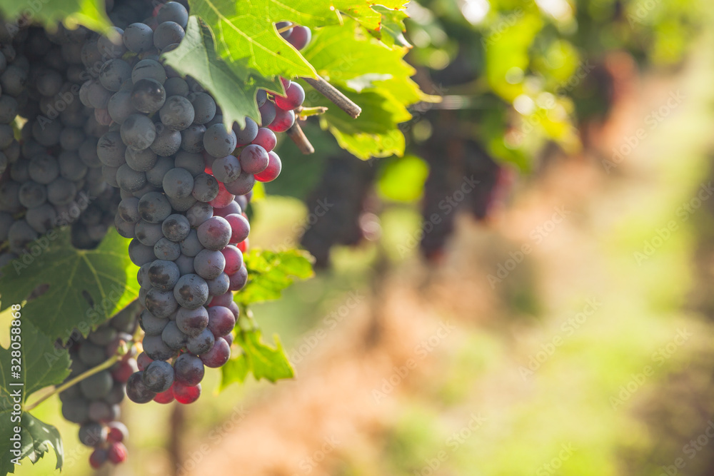 Naklejka premium grape harvest Italy