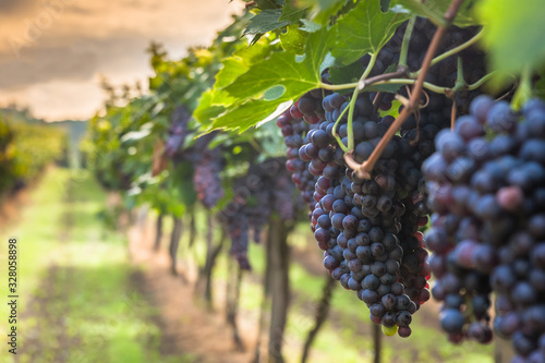 grape harvest Italy photo