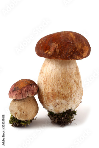 Boletus regius and king bolete mushrooms
