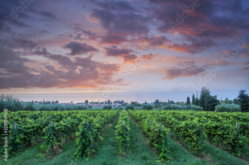 grape harvest Italy