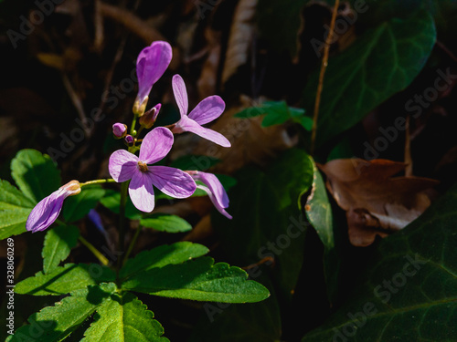  Lilac flowers with green foliage grow in the spring forest on a sunny day on a blurred background. The nature of the North Caucasus.