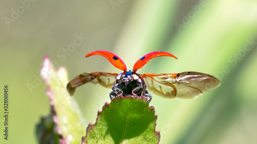Macro of red ladybird with its wings open