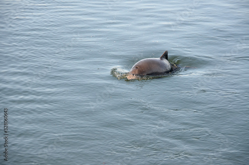 Schweinswal in der Ostsee