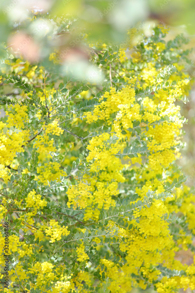 Obraz premium かわいいミモザ