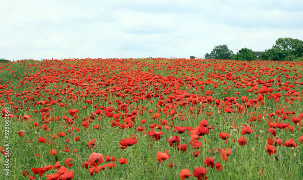 Poppy field Derbyshire England