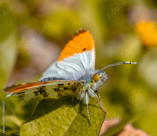 beautefull, ugly butterfly photo