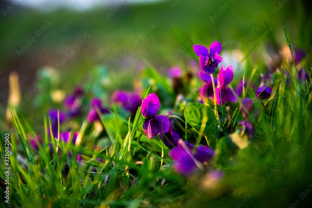 Bunch of Viola odorata flowers in grass in nice sunset lighting. Bunch of Viola odorata flowers in grass in nice sunset lighting.