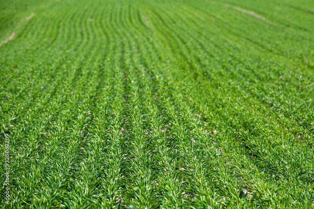 View of the sown field with rows of growing crops View of the sown field with rows of growing crops