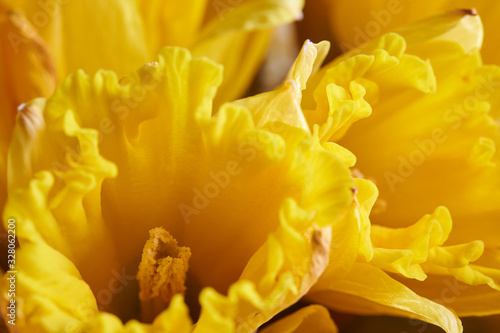 Yellow daffodil flower. Yellow spring daffodils close up