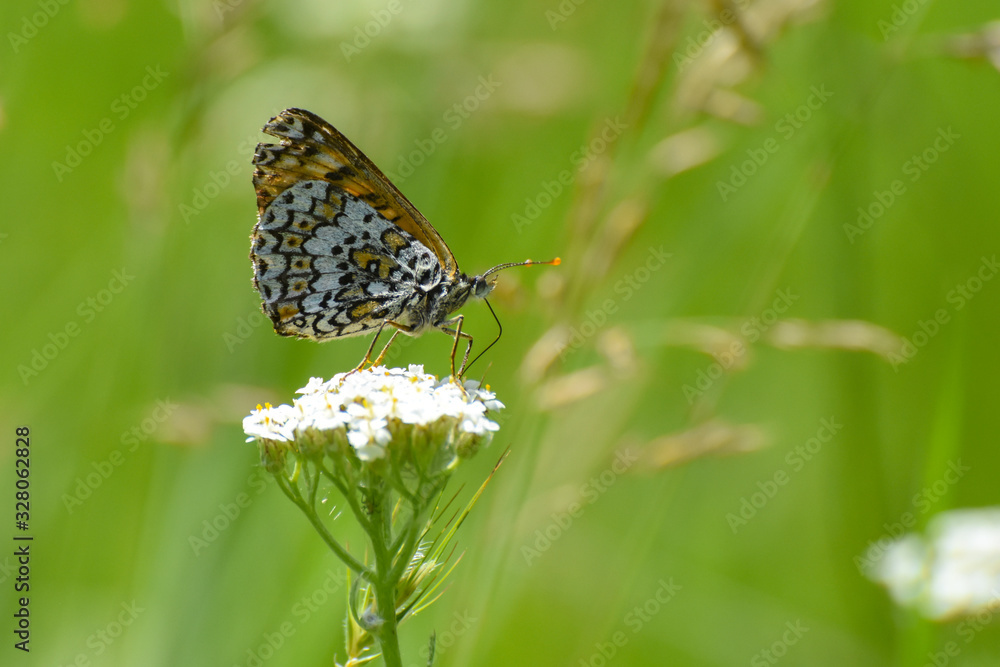 Melitaea cinxia, Glanville Fritillary butterfly on wild flower. Colorful butterfly isolated on green meadow Melitaea cinxia, Glanville Fritillary butterfly on wild flower. Colorful butterfly isolated on green meadow
