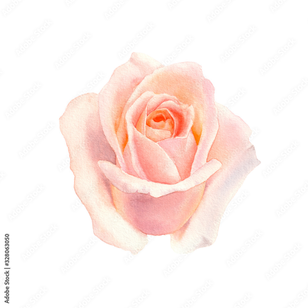 Watercolor tender blush roses flowers isolated on a white background. The trendy elegant design for wedding invitation, poster, greeting cards and web design. Hand drawing floral illustration. Watercolor tender blush roses flowers isolated on a white background. The trendy elegant design for wedding invitation, poster, greeting cards and web design. Hand drawing floral illustration.