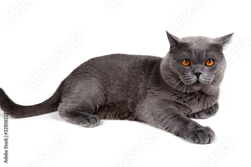 Fotografie Funny lying British cat