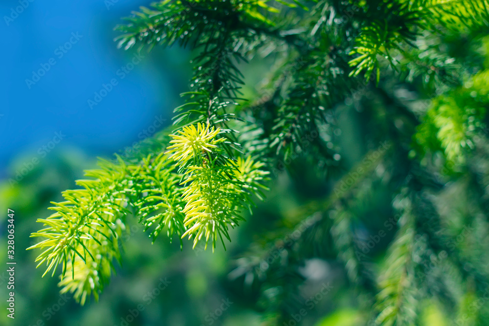 green fresh fir branches with needles in spring.