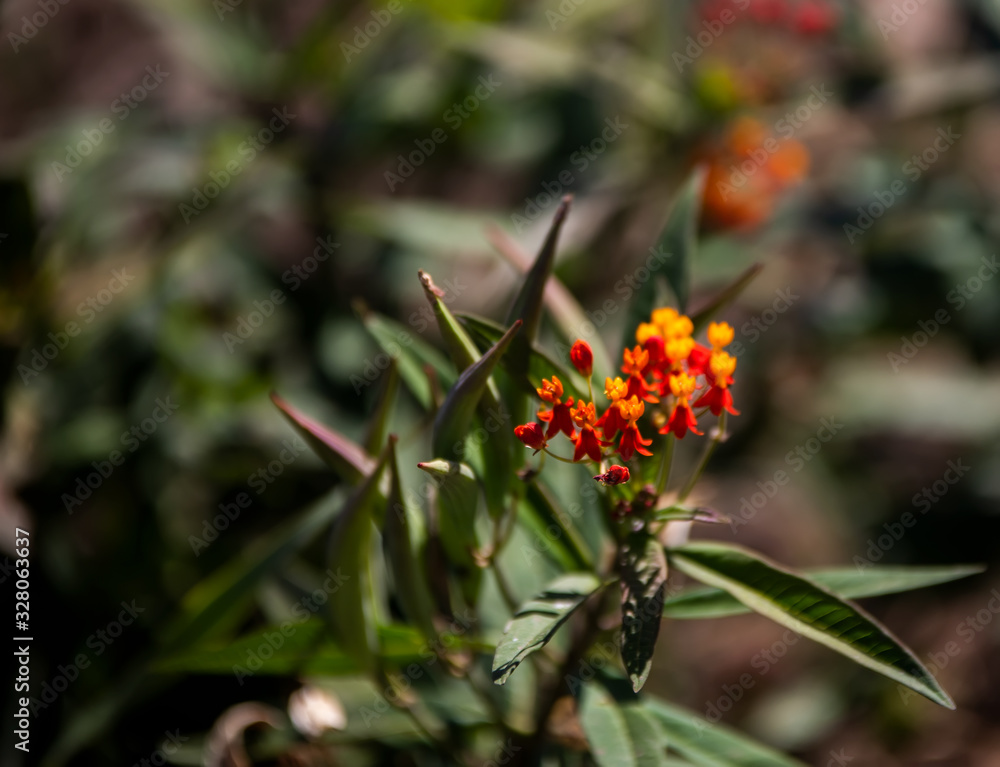 Wild Flowers Wild Flowers