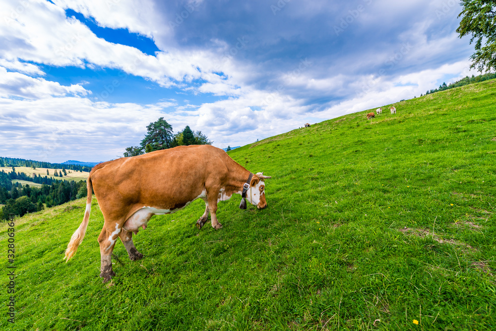 cows on a mountain meadow, Pieniny, Poland cows on a mountain meadow, Pieniny, Poland