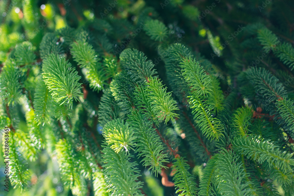 green fresh fir branches with needles in spring. green fresh fir branches with needles in spring.