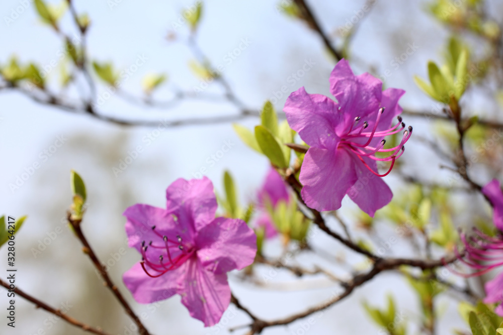 Obraz premium Rhododendron dauricum