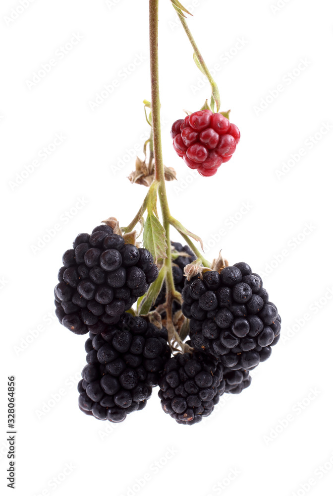 Fototapeta premium Cluster of blackberries