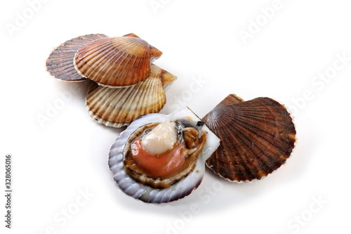 Scallops and opened scallop