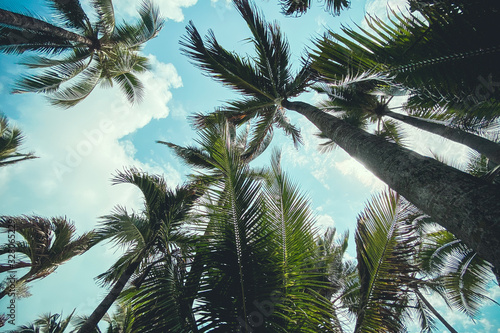 Coconut trees and the sky. Relaxing at the sea. Coconut trees and the sky. Relaxing at the sea.