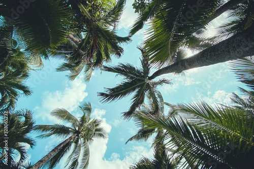 Coconut trees and the sky. Relaxing at the sea. Coconut trees and the sky. Relaxing at the sea.