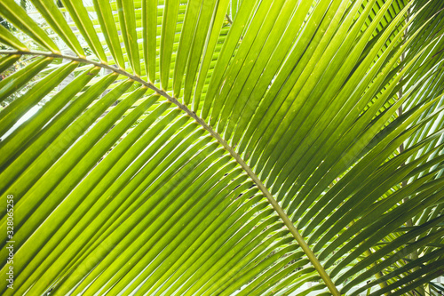 Coconut trees and the sky. Relaxing at the sea. Coconut trees and the sky. Relaxing at the sea.