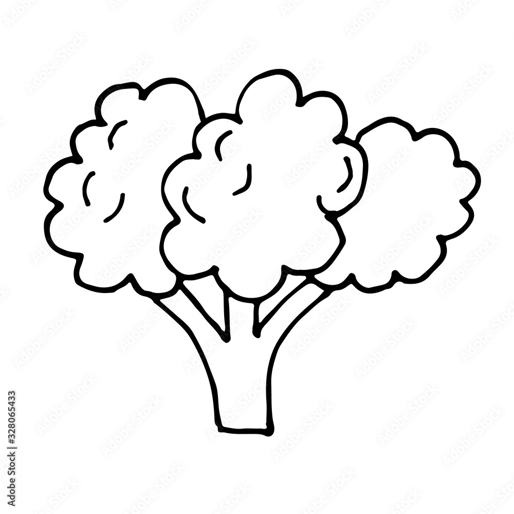 broccoli vegetable cartoon vector hand-drawn icon illustration broccoli vegetable cartoon vector hand-drawn icon illustration