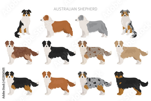 Fototapeta Naklejka Na Ścianę i Meble -  Australian shepherd dog. Different variations of coat color set