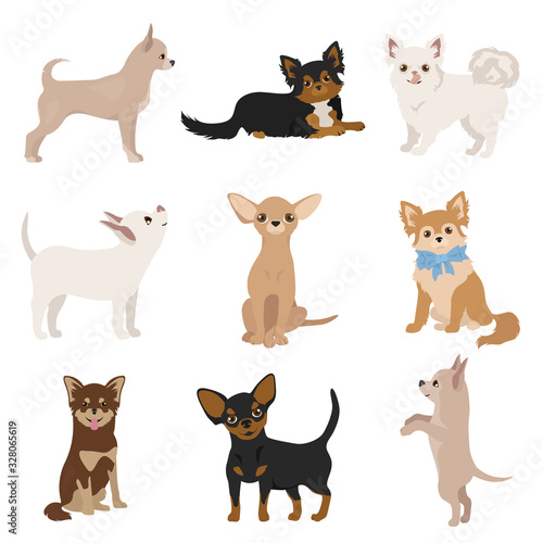 Chihuahua dogs in poses. Different varieties of coat color set