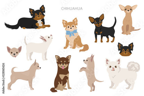 Chihuahua dogs in poses. Different varieties of coat color set photo