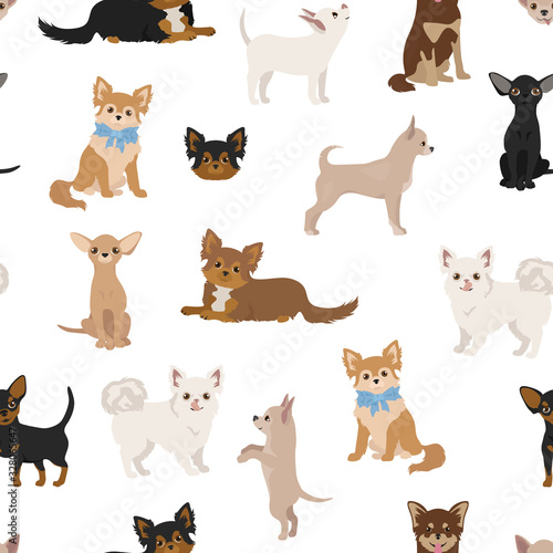 Chihuahua dogs seamless pattern. Different varieties of coat color set