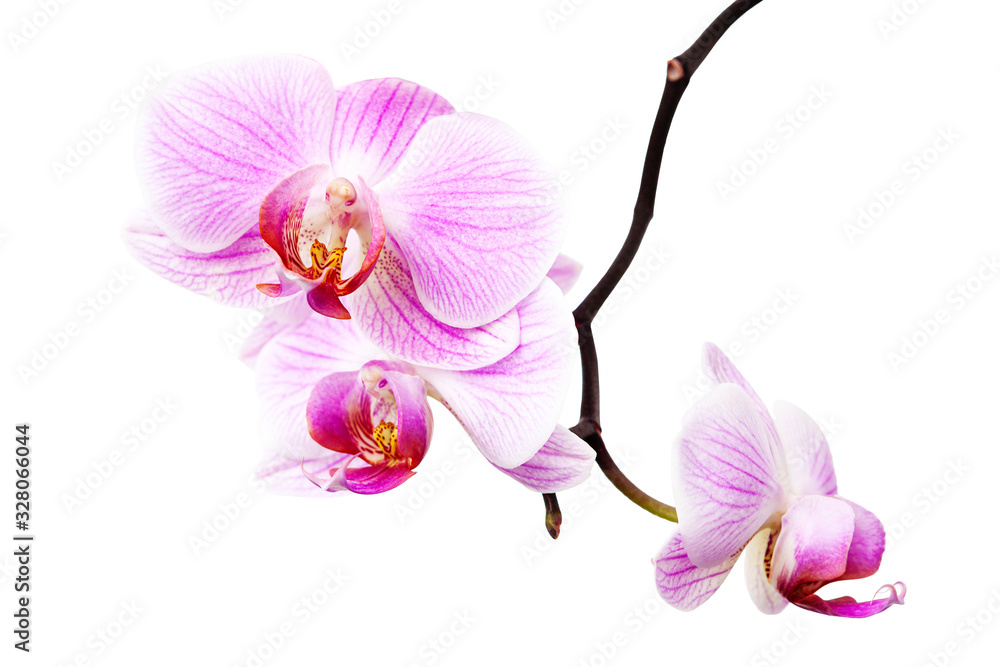 Branch of beautiful purple Phalaenopsis isolated on white background. Blossom bouquet of Orchid flowers. Branch of beautiful purple Phalaenopsis isolated on white background. Blossom bouquet of Orchid flowers.