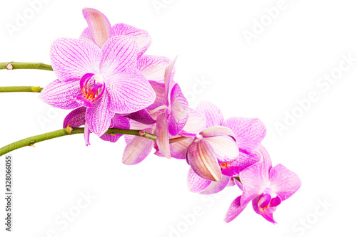 Fototapeta Naklejka Na Ścianę i Meble -  Branch of purple Phalaenopsis isolated on white background. Blossom bouquet of Orchid flowers.