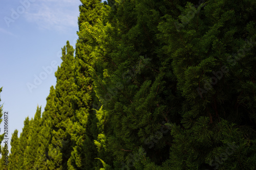 trees in the forest