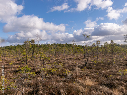 bog landscape with foreground of old grass