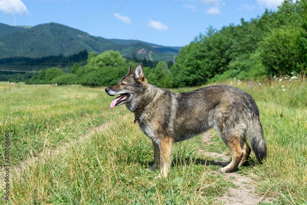 German shepherd dog playing in the garden or meadow in nature. Slovakia German shepherd dog playing in the garden or meadow in nature. Slovakia