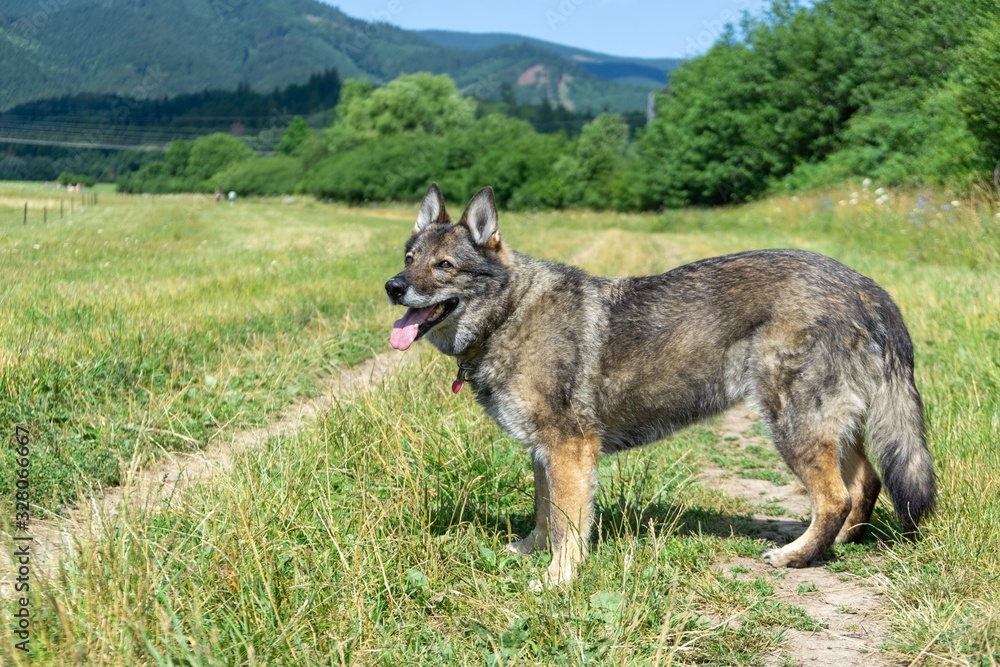 German shepherd dog playing in the garden or meadow in nature. Slovakia German shepherd dog playing in the garden or meadow in nature. Slovakia