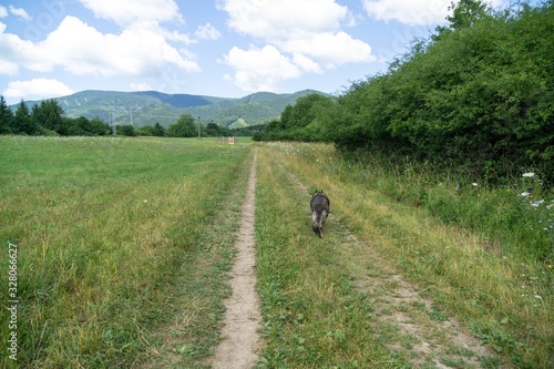 German shepherd dog playing in the garden or meadow in nature. Slovakia © Valeria