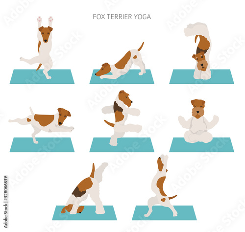 Yoga dogs poses and exercises poster design. Smooth fox terrier and wire fox terrier clipart