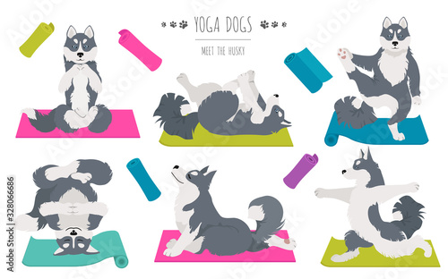 Yoga dogs poses and exercises. Siberian husky and Alaskan husky clipart
