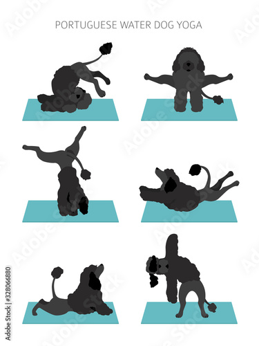Yoga dogs poses and exercises poster design. Portuguese water dog  clipart