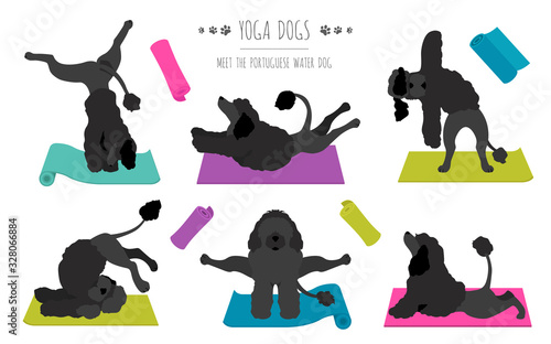 Yoga dogs poses and exercises poster design. Portuguese water dog  clipart