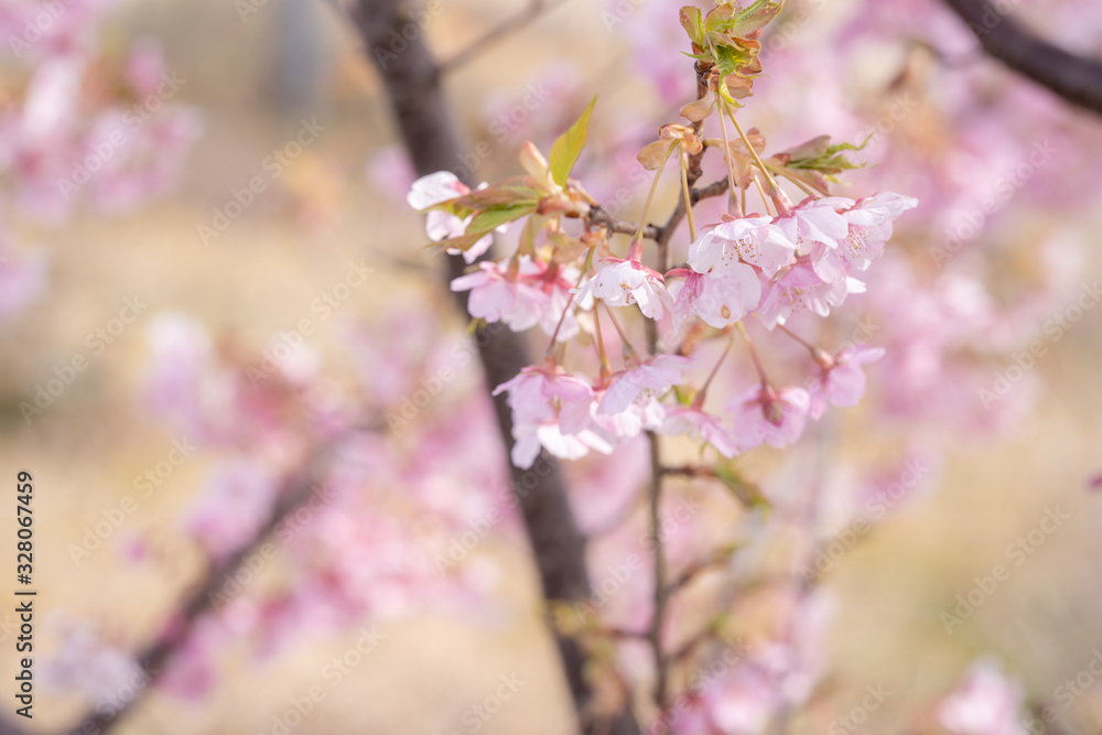 Fototapeta premium 桜