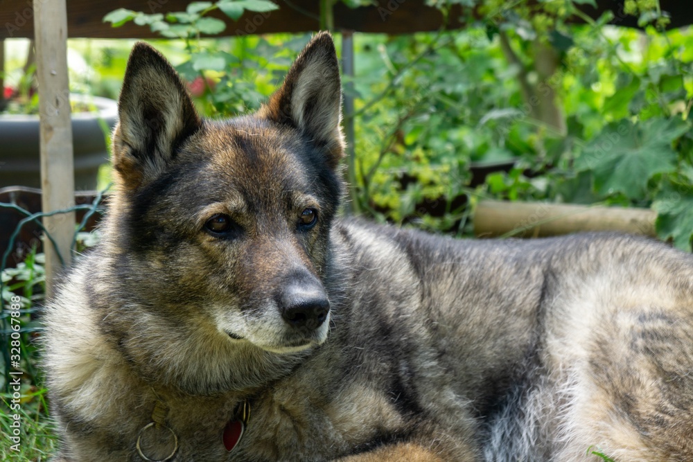 German shepherd dog playing in the garden or meadow in nature. Slovakia