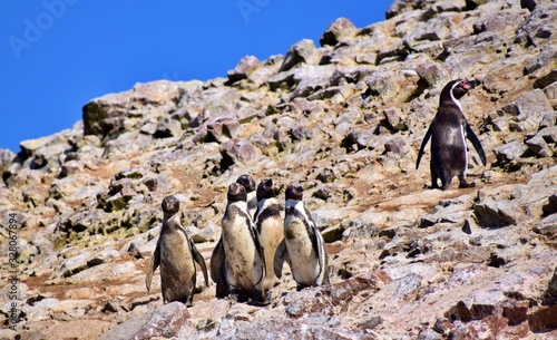 Humboldt Penguins , Ballestas Islands , Paracas , Peru 